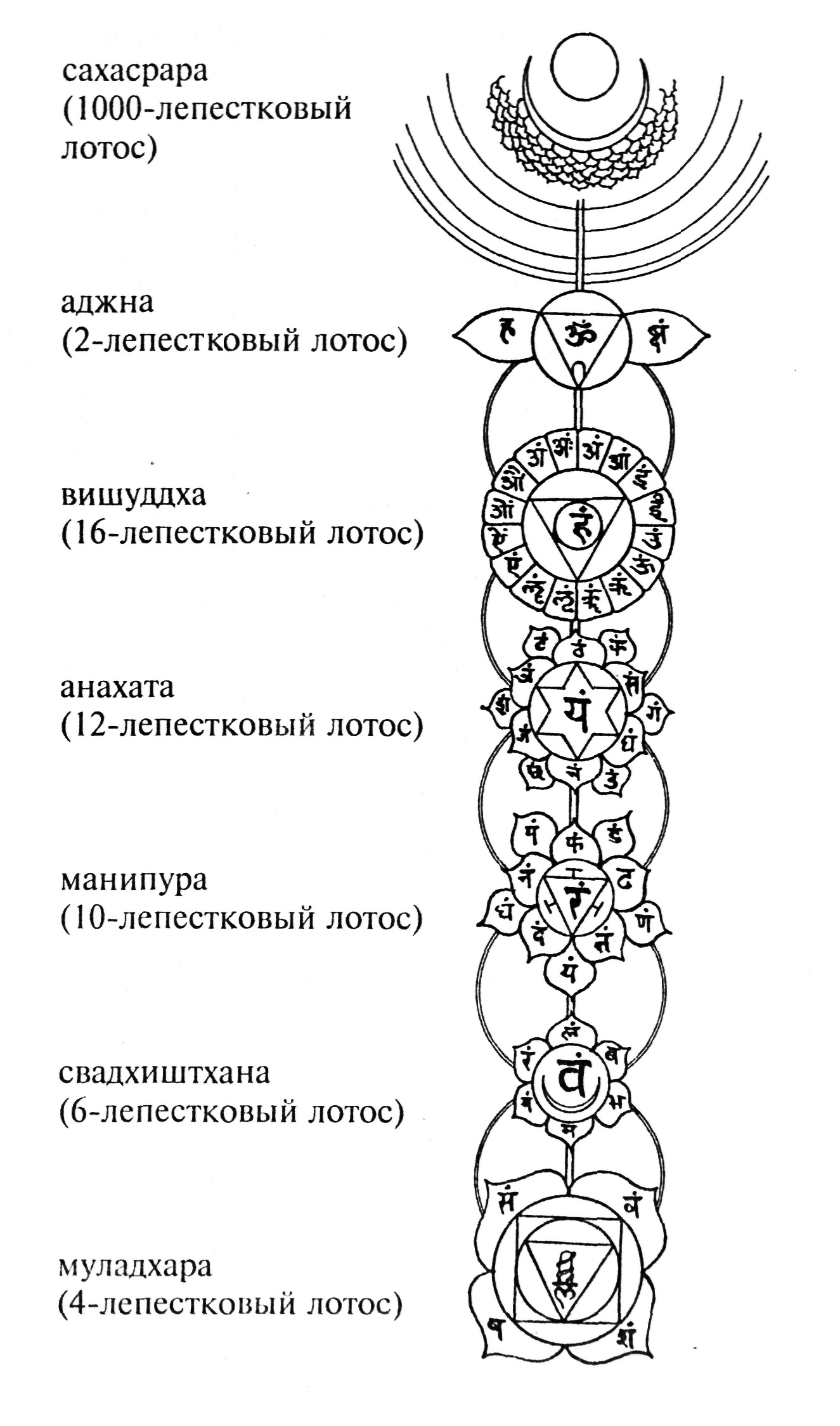 Чакры лепестки. Манипура чакра схема. Лотос символ чакры Анахата. Схема чакр Аджна. Муладхара чакра схема.